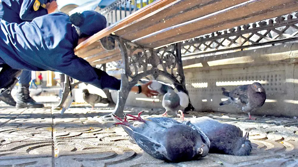 Palomas muertas en la plaza 14 de Septiembre. DICO SOLÍS