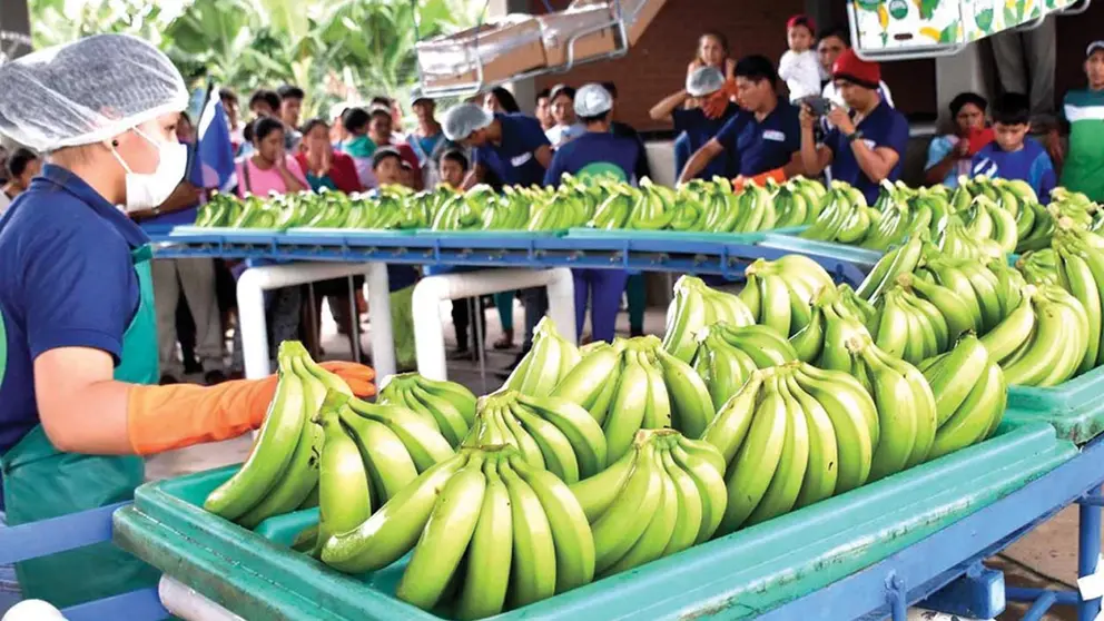 Bananos del Trópico de Cochabamba son alistados para ser exportados.      Archivo