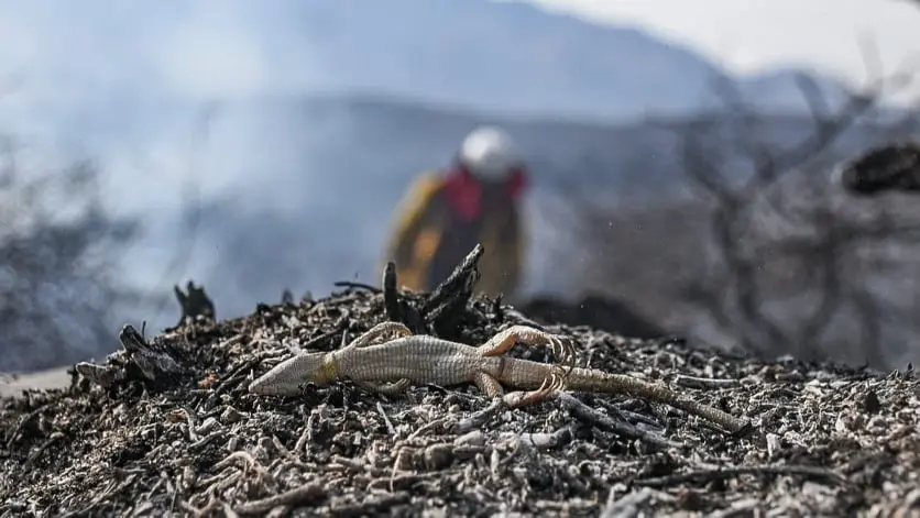 Un bombero, impotente ante la escena de un lagarto sin vida. Dico Sol&iacute;s