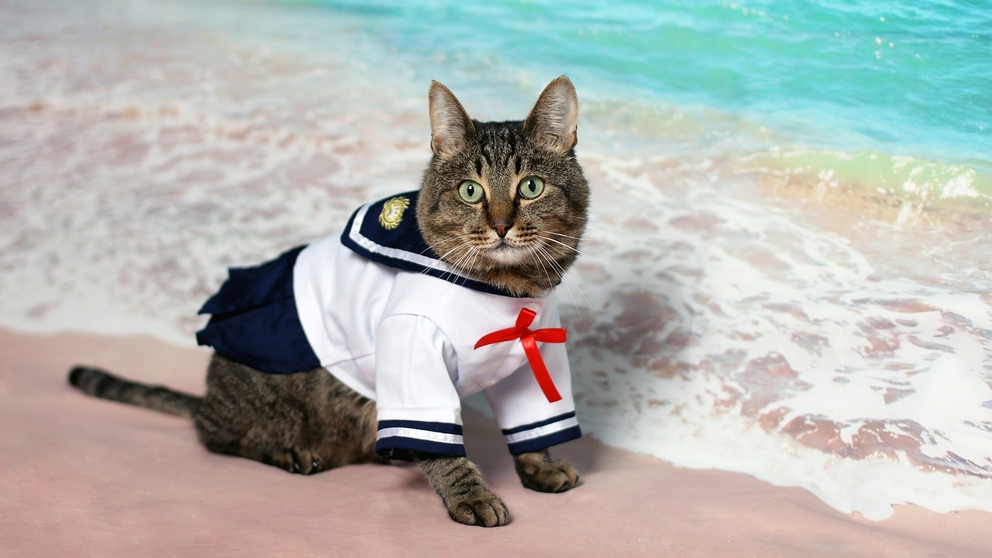 Imagen referencial de un gato disfrazado. PIXABAY