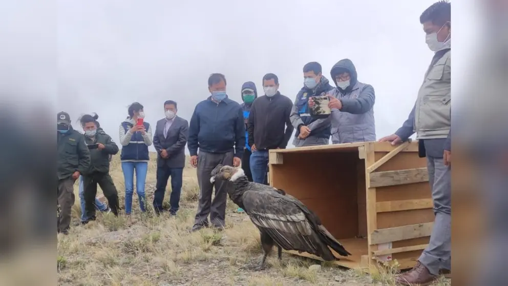 Inti, el c&oacute;ndor rescatado de una casa en Sipe Sipe, ya es libre y vuela. GADC