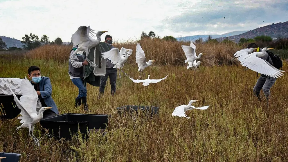 Momento exacto en que personal de la Alcaldía libera las 12 garzas en la laguna Alalay. DICO SOLÍS