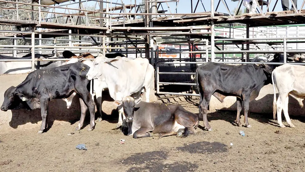 Un grupo de reses en el Matadero Municipal de Cochabamba. ARCHIVO
