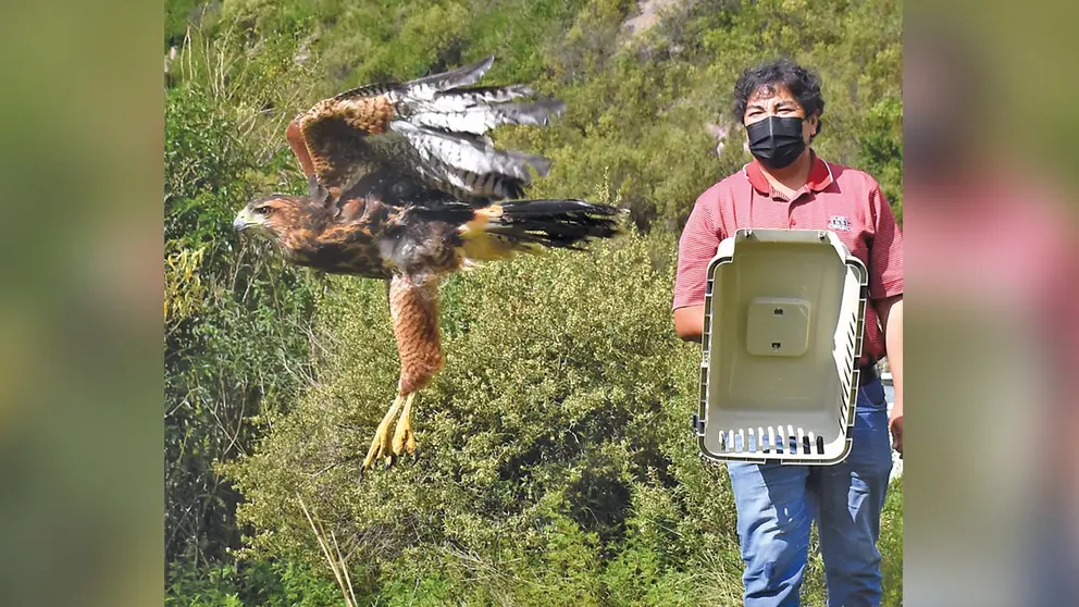 Un ave rapaz alza vuelo en Liriuni. DICO SOLÍS