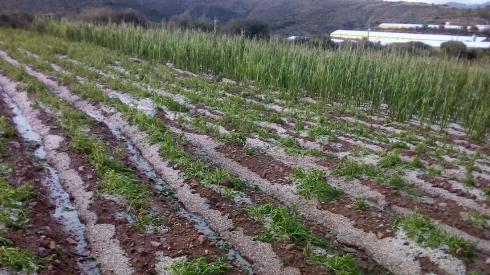 Los efectos de la granizada registrada el 11 de febrero, en Tarata. ASAMBLEA LEGISLATIVA DEPARTAMENTAL