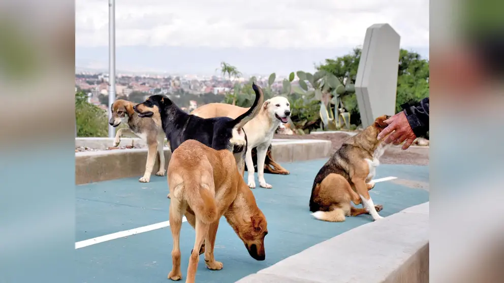 Perros callejeros en las obras turísticas emplazadas en la Coronilla. DICO SOLÍS