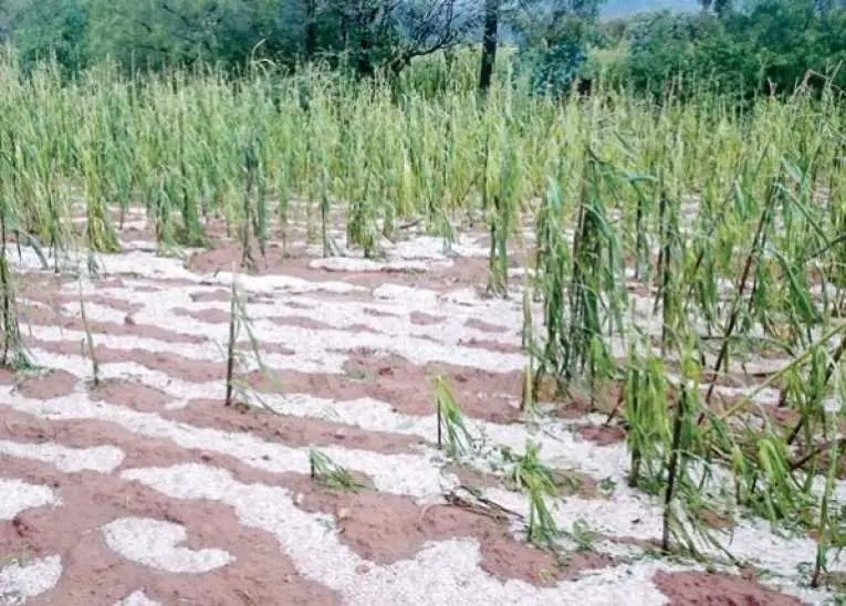 Cultivos de una comunidad de Cochabamba devastados por una granizada. CR&Eacute;DITO: ARCHIVO