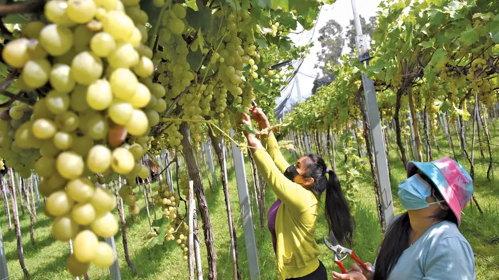 Recolección de uva en el viñedo El Campanario, en Sipe Sipe. DICO SOLÍS