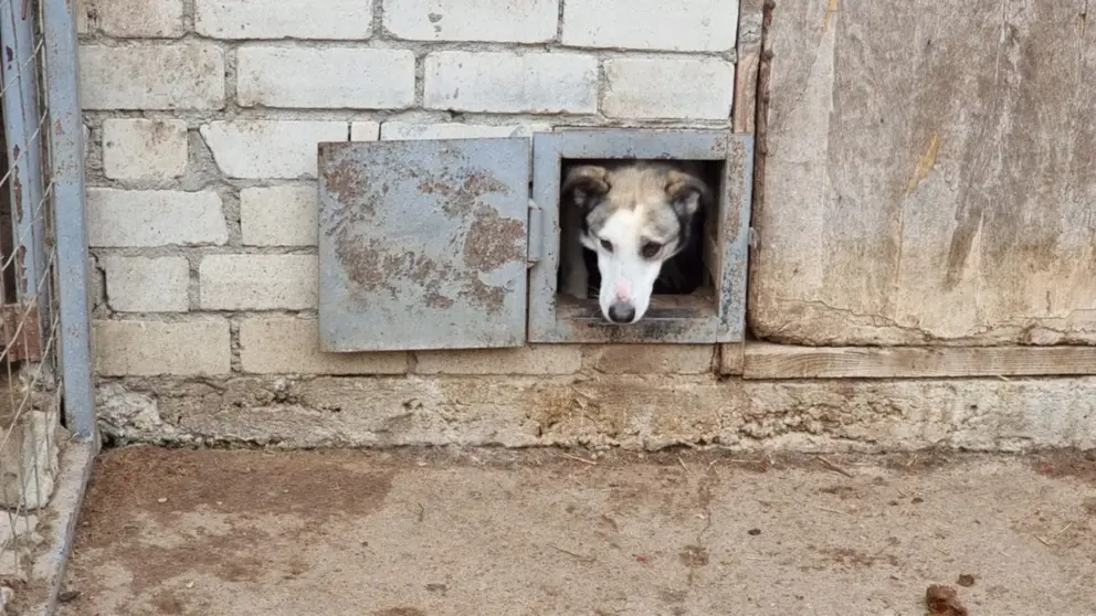 Un can viviendo en el refugio de Odessa. Joaqu&iacute;n S&aacute;nchez Mari&ntilde;o - Infobae