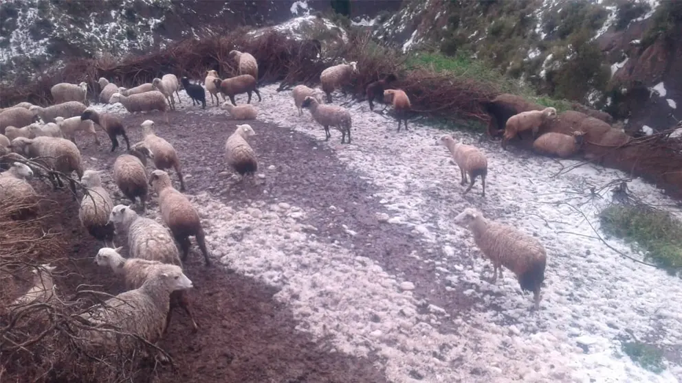 Animales afectados tras el granizo. CORTES&Iacute;A