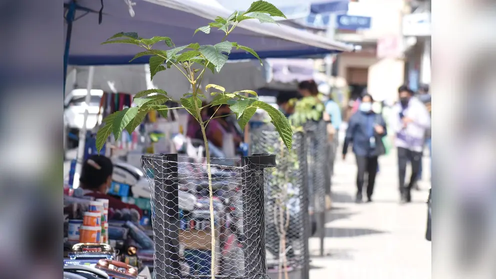 Un arbol que crece en el Casco Viejo de Cochabamba.  DICO SOLÍS