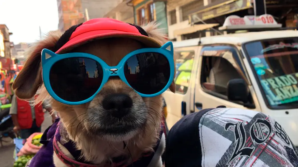 Sachi, la perrita que ayuda a vender bolsas. LESLIE LAFUENTE