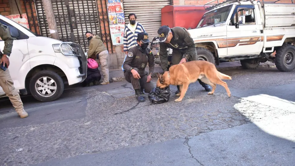 Delta, uno de los canes que integra la b&uacute;squeda de Yancarla, en La Paz. APG