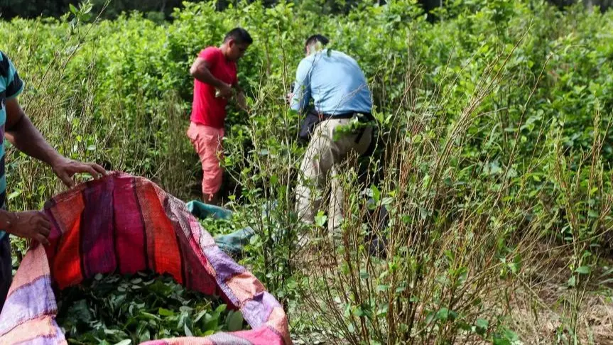 Imagen referencial de los cultivos de hoja de coca en Venezuela. EL COLOMBIANO