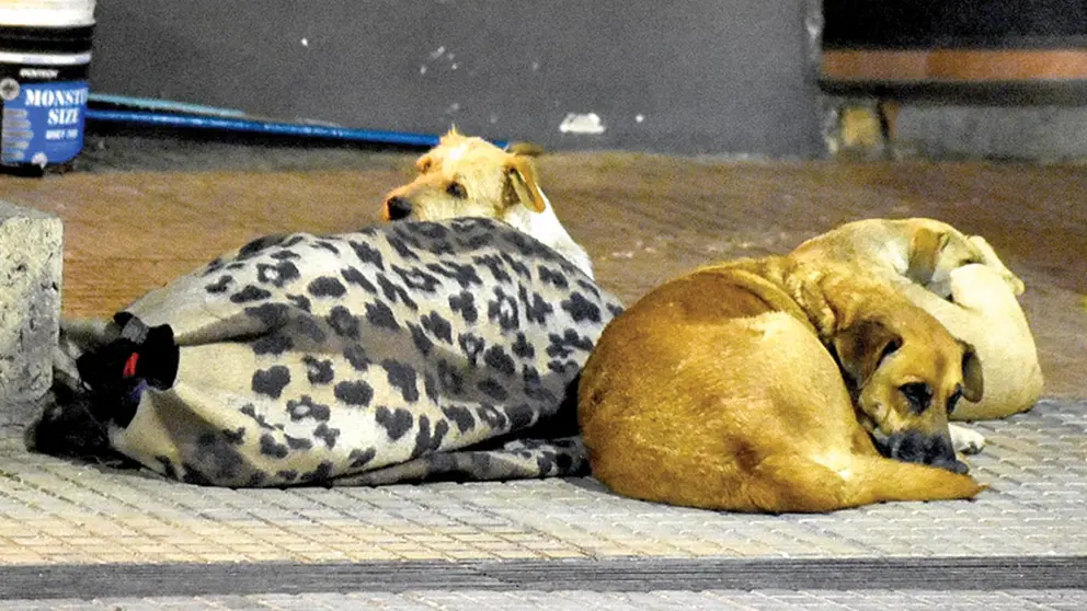 Perros acurrucados en torno a una persona que vive en la calle. DICO SOLÍS