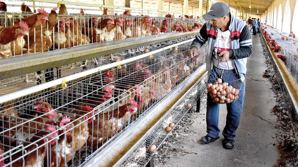 Un granjero recolecta huevos de gallinas, en una foto de archivo./ NOÉ PORTUGAL