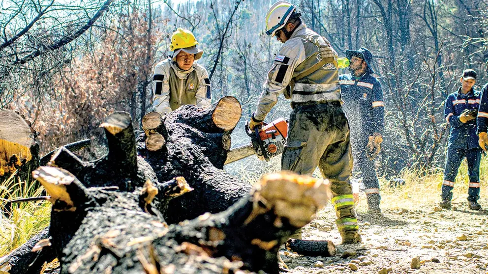 Funcionarios derriban un árbol que ya cumplió su ciclo de vida. ALCALDÍA DE COCHABAMBA