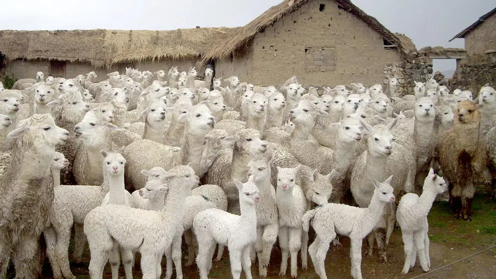 Fotografía de archivo en la que se registró un rebaño de crías de alpacas, en Puno (Perú). EFE