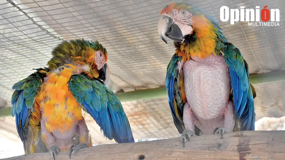 Casas de aves a las que ponen aserrín en invierno para generar calor. Agroflori