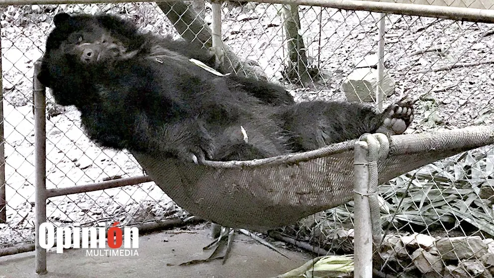 Ajayu descansa en su hamaca en el centro de custodia Senda Verde. Karen Carrillo Florero
