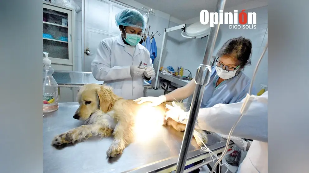 Esterilización de una mascota. DICO SOLÍS