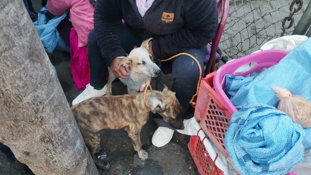 Rescatan canes que eran ofrecidos a la venta en la avenida Barrientos, Cochabamba. INTENDENCIA DE COCHABAMBA