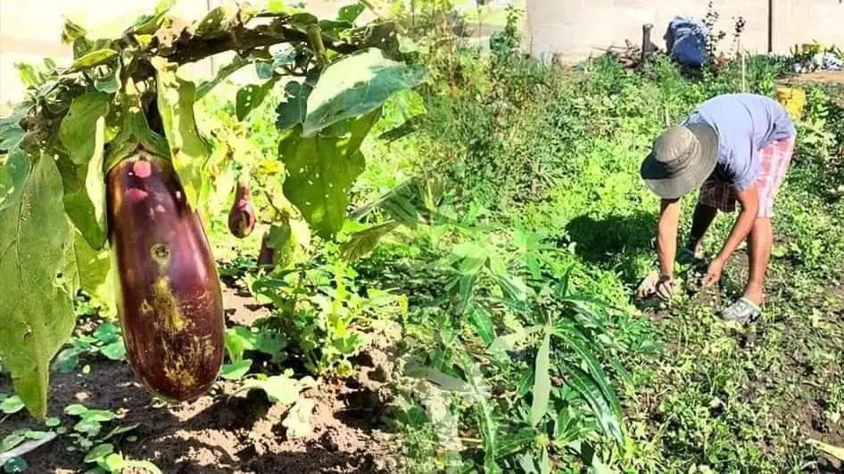 Del lado izquierdo, una berenjena producida por los internos de Palmasola. Del otro, un reo trabajando. R&Eacute;GIMEN PENITENCIARIO