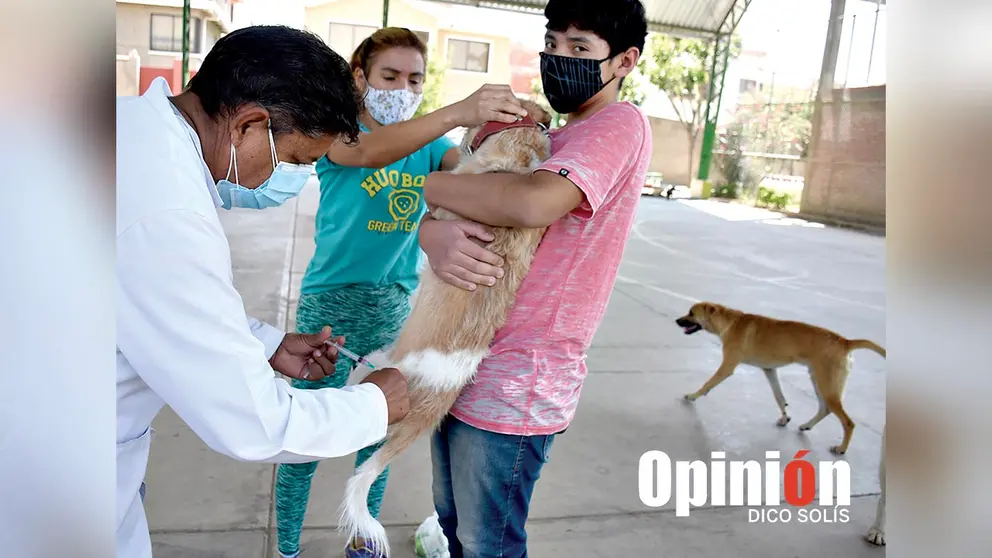 Vacunaci&oacute;n anterior contra la rabia canina./ DICO SOL&Iacute;S