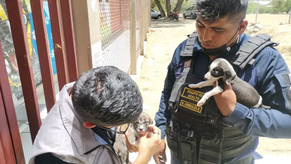 Tres cachorros abandonados son rescatados cerca de un basurero de La Cancha
