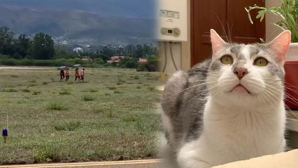 El gato Tito (iz) y el personal de Boa durante su b&uacute;squeda. RRSS