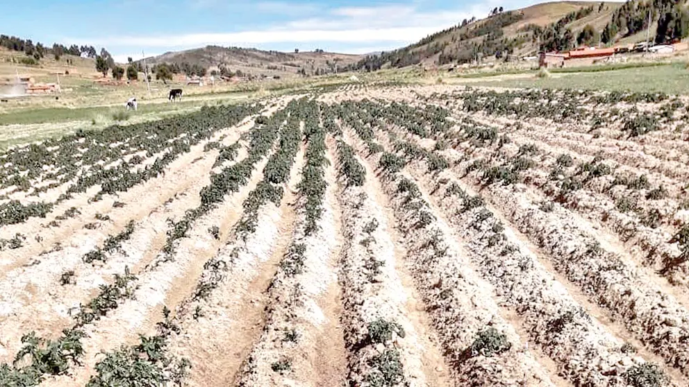 Da&ntilde;os debido a heladas en el Cono Sur./ ARCHIVO-MANCOMUNIDAD DEL CONO SUR