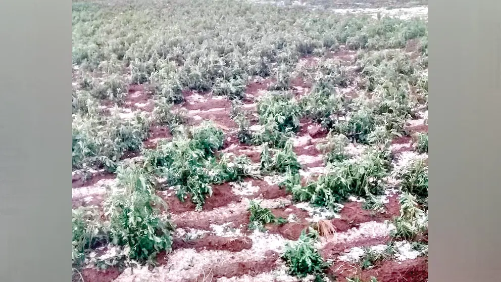 Los da&ntilde;os en cutivos a causa de las heladas en la regi&oacute;n del Cono Sur./ MANCOMUNIDAD CONO SUR