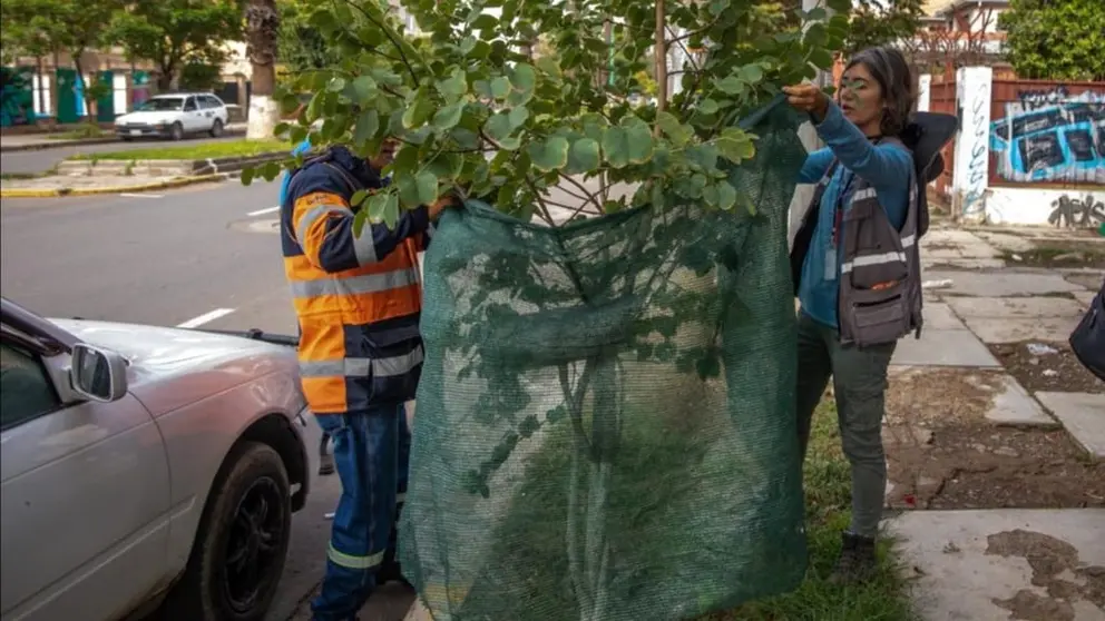 Funcionarios de la Unidad Forestal de la  Alcald&iacute;a de Cochabamba ense&ntilde;an t&eacute;cnicas para cuidar a los &aacute;rboles en el Coro de Corsos. GAMC