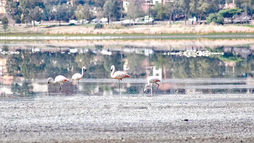 Aves buscan su alimento en la laguna Alalay, con bajos niveles de agua.     DICO SOL&Iacute;S