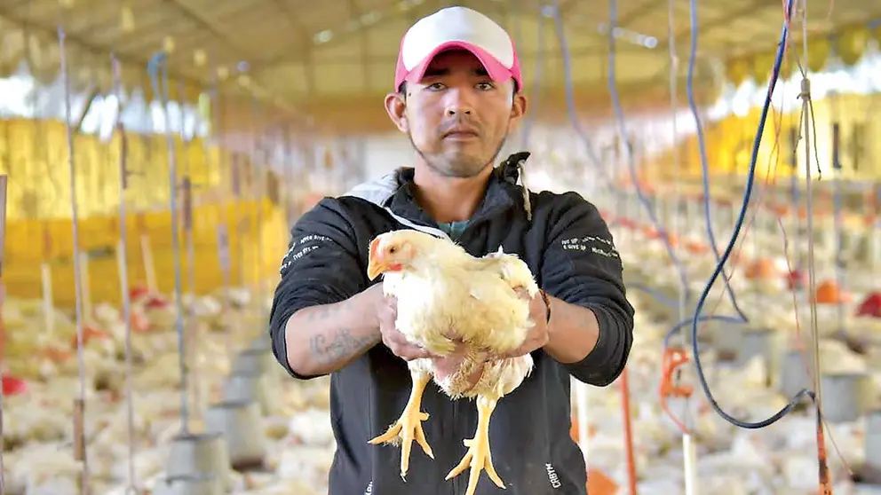 La cepa mutante de H5N1 no solo ha infectado a aves migratorias y de corral, sino tambi&eacute;n a mam&iacute;feros. ABI