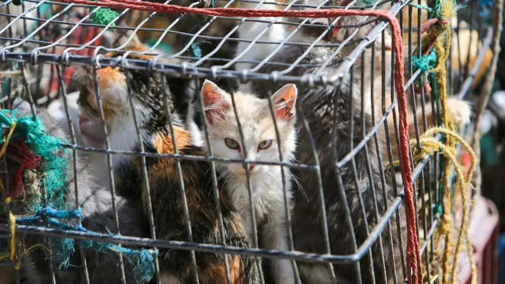 Descubren 2.000 gatos muertos para remedios medicinales en Vietnam. EL TIEMPO