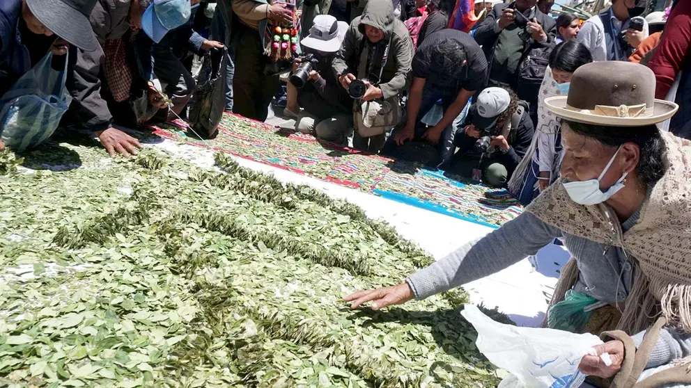 Bolivianos productores de hoja de coca extienden hojas de coca sobre aguayos, en una fotografía de archivo. EFE