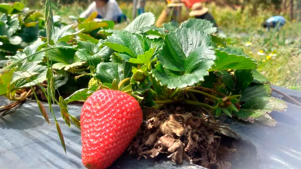 Visitantes cultivan frutilla en un terreno de Ucuchi, distrito rural de Sacaba. JORGE FERN&Aacute;NDEZ B