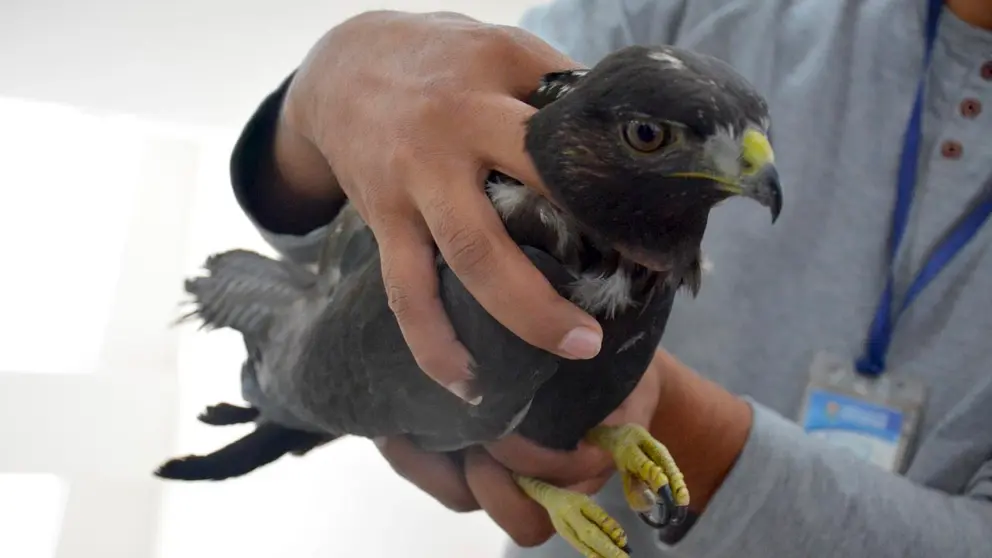 Un águila adulto fue rescatado por comunarios de Tapacarí y entregado a la Gobernación. GOBERNACIÓN.