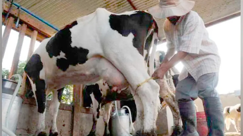 Un granjero ordeña leche de una vaca./ ARCHIVO