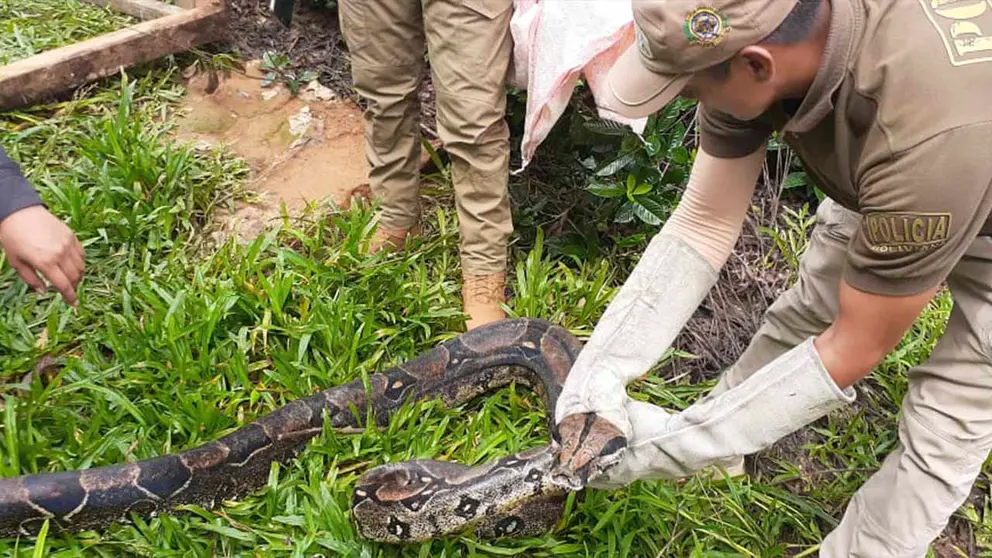 La boa es rescatada para ser liberada en su h&aacute;bitat natural. GOBERNACI&Oacute;N DE COCHABAMBA.
