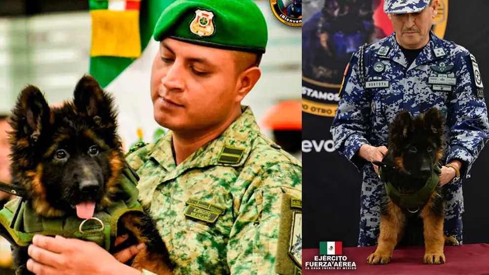 Cachorro donado por Turqu&iacute;a a M&eacute;xico en honor de Proteo. Facebook Sedena
