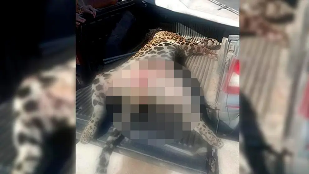 Biocidio en Santa Rosa de Yacuma: Mataron a un jaguar ./ URGENTE.BO