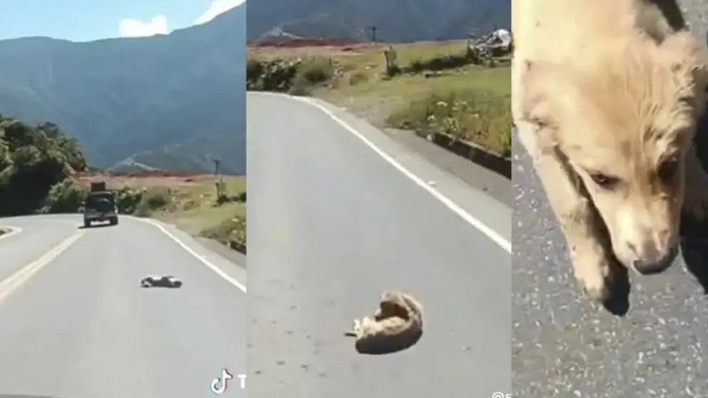 Im&aacute;genes del momento en el que cae el perro en la carretera./ TOMADA DE ERBOL