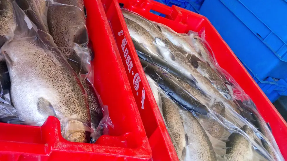 Cajas de pescado incautadas tras operativo. /MINISTERIO DE DEFENSA
