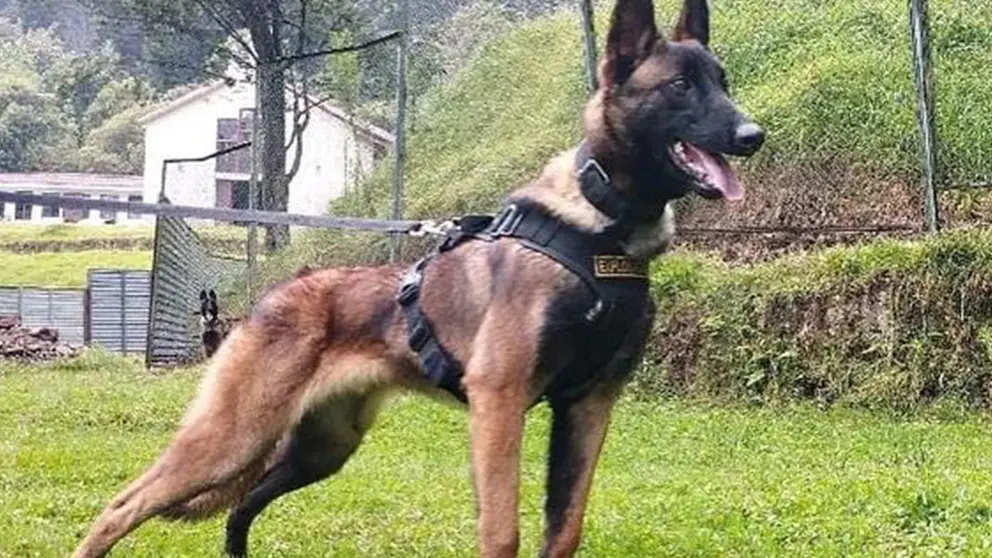 Wilson, perro rescatista extraviado en la selva amaz&oacute;nica colombiana. Ej&eacute;rcito Nacional de Colombia.