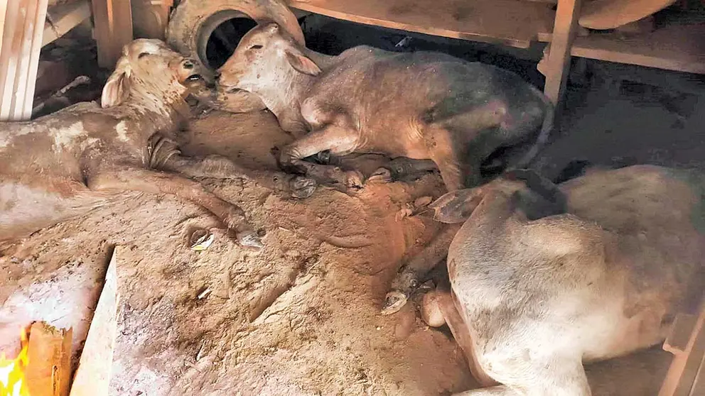 Ganado muere en Beni a causa de las bajas temperaturas./ APG