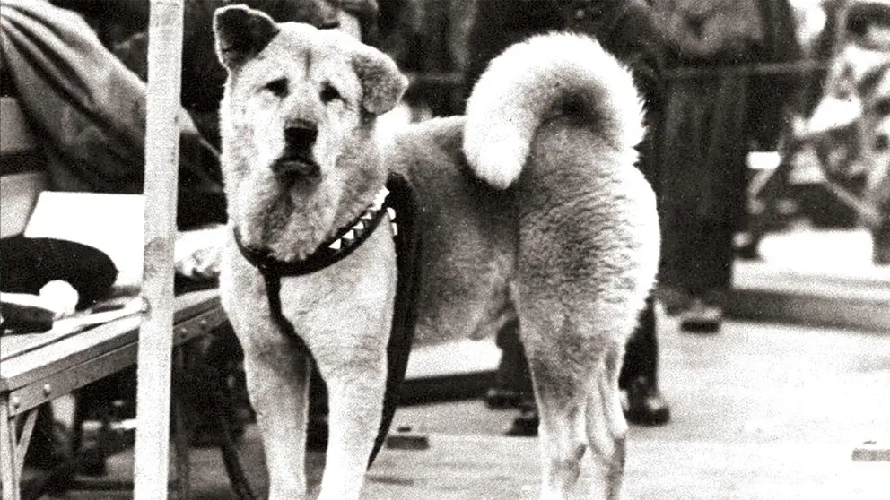 Hachiko, un centenario del perro  &lsquo;m&aacute;s fiel del mundo&rsquo;./ GETTY IMAGES
