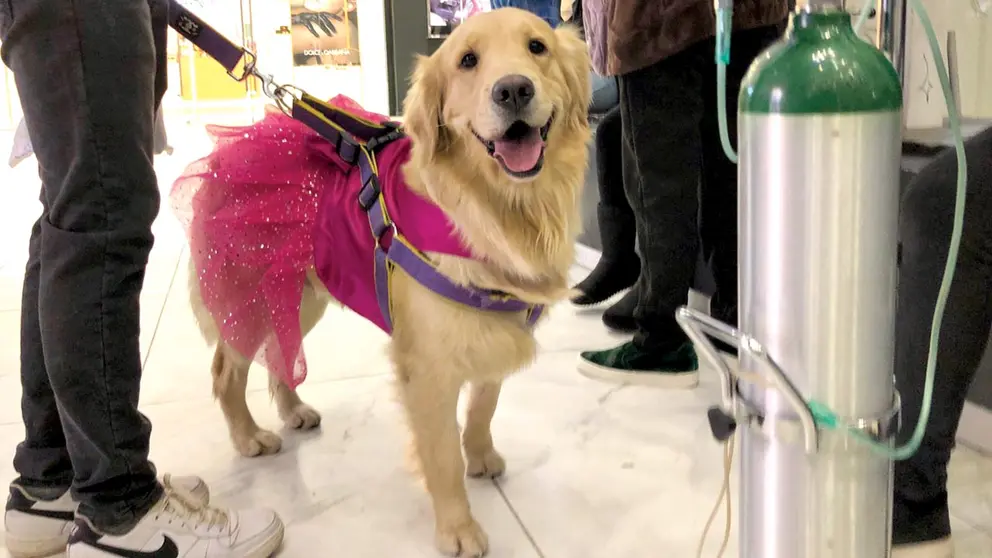 Una de las mascotas durante la jornada de "Un día de paseo con tu mascota", este 12 de agosto. / MIGUEL ÁNGEL ROJAS