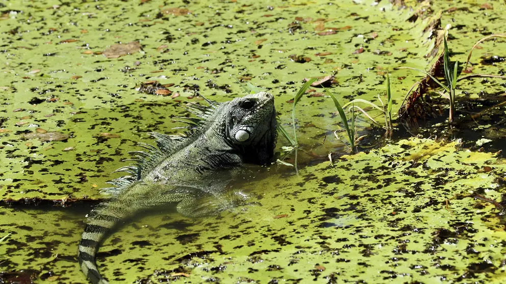 Fotograf&iacute;a de archivo de una iguana en Leticia (Colombia)./ EFE